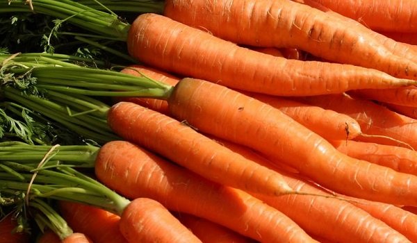 Морковь-краса дарит нам чудеса!