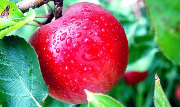 эффективные фруктовые диеты летом