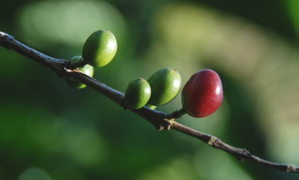 В каких странах выращивают кофе?